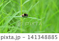 Ohanaab 141348885