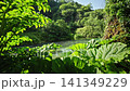 Turquoise stream framed by lush foliage at Blue Eye spring in Albania 141349229