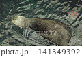 Sea otter grooming face and belly with paws in water 141349392