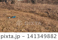 Discarded aluminum can littering a dry grass field 141349882