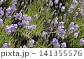 Lavender flowers display vibrant purple blooms and green foliage swaying in the breeze, creating a serene outdoor garden atmosphere filled with natural beauty 141355576