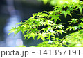 Close-up of a maple tree with fresh green leaves by a pond with a fountain [Fixed] 141357191