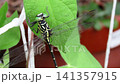 Insect: Morning glory leaf: Aeshnidae (Dragonfly) Order: Odonata Suborder: Odonata Family: Aeshnidae Subfamily: Aeshninae Insect: Morning glory leaf: Aeshnidae (Dragonfly) Order: Odonata Suborder: Odonata Family: Aeshnidae Subfamily: Aeshninae 141357915