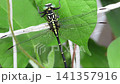 Insect: Morning glory leaf: Aeshnidae (Dragonfly) Order: Odonata Suborder: Odonata Family: Aeshnidae Subfamily: Aeshninae Insect: Morning glory leaf: Aeshnidae (Dragonfly) Order: Odonata Suborder: Odonata Family: Aeshnidae Subfamily: Aeshninae 141357916