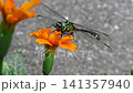 Insect: (Marigold flower): Milne's dragonfly, Order Odonata, Suborder Odonata, Family Aeshnidae, Subfamily Aeshninae Insect: (Marigold flower): Milne's dragonfly, Order Odonata, Suborder Odonata, Family Aeshnidae, Subfamily Aeshninae 141357940