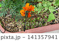 Insect: (Marigold flower): Milne's dragonfly, Order Odonata, Suborder Odonata, Family Aeshnidae, Subfamily Aeshninae Insect: (Marigold flower): Milne's dragonfly, Order Odonata, Suborder Odonata, Family Aeshnidae, Subfamily Aeshninae 141357941