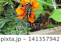 Insect: (Marigold flower): Milne's dragonfly, Order Odonata, Suborder Odonata, Family Aeshnidae, Subfamily Aeshninae Insect: (Marigold flower): Milne's dragonfly, Order Odonata, Suborder Odonata, Family Aeshnidae, Subfamily Aeshninae 141357942