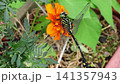 Insect: (Marigold flower): Milne's dragonfly, Order Odonata, Suborder Odonata, Family Aeshnidae, Subfamily Aeshninae Insect: (Marigold flower): Milne's dragonfly, Order Odonata, Suborder Odonata, Family Aeshnidae, Subfamily Aeshninae 141357943