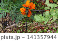 Insect: (Marigold flower): Milne's dragonfly, Order Odonata, Suborder Odonata, Family Aeshnidae, Subfamily Aeshninae Insect: (Marigold flower): Milne's dragonfly, Order Odonata, Suborder Odonata, Family Aeshnidae, Subfamily Aeshninae 141357944