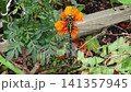 Insect: (Marigold flower): Milne's dragonfly, Order Odonata, Suborder Odonata, Family Aeshnidae, Subfamily Aeshninae Insect: (Marigold flower): Milne's dragonfly, Order Odonata, Suborder Odonata, Family Aeshnidae, Subfamily Aeshninae 141357945