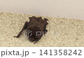 Bats on the walls of the house: Japanese house bat (Pipistrellus rotundus), size: approximately 4-6 cm in length, 5-10 grams in weight. Bats on the walls of the house: Japanese house bat (Pipistrellus rotundus), size: approximately 4-6 cm in length, 5-10 grams in weight. 141358242