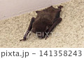 Bats on the walls of the house: Japanese house bat (Pipistrellus rotundus), size: approximately 4-6 cm in length, 5-10 grams in weight. Bats on the walls of the house: Japanese house bat (Pipistrellus rotundus), size: approximately 4-6 cm in length, 5-10 grams in weight. 141358243