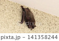 Bats on the walls of the house: Japanese house bat (Pipistrellus rotundus), size: approximately 4-6 cm in length, 5-10 grams in weight. Bats on the walls of the house: Japanese house bat (Pipistrellus rotundus), size: approximately 4-6 cm in length, 5-10 grams in weight. 141358244