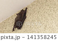 Bats on the walls of the house: Japanese house bat (Pipistrellus rotundus), size: approximately 4-6 cm in length, 5-10 grams in weight. Bats on the walls of the house: Japanese house bat (Pipistrellus rotundus), size: approximately 4-6 cm in length, 5-10 grams in weight. 141358245