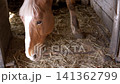 Chestnut Horse with White Blaze Sniffing Hay Inside Wooden Stable Stall 141362799