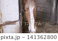 Chestnut Horse with White Blaze Looking Out from Barn Stable Stall 141362800