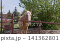 Palomino Horse Standing Behind Red Metal Fence in Paddock Near Green Trees 141362801
