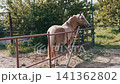 Palomino Horse with White Mane Standing by Metal Fence on Rural Farm 141362802
