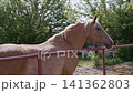 Palomino Horse Standing Behind Red Metal Fence in Green Rural Paddock 141362803