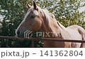 Palomino Horse with Blonde Mane Standing Behind Metal Fence Outdoors 141362804