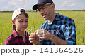 Father and son exploring wheat field together. Dad and kid examine rice plant closely under sunny sky. Educational moment promotes bonding and nature appreciation. Family time in agricultural setting. 141364526