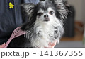 一隻喜歡按摩的吉娃娃幼犬。 一隻喜歡按摩的吉娃娃幼犬。 141367355