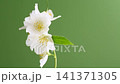 fresh jasmine branch on pastel green background 141371305
