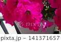 Vibrant pink petunias in full bloom with intricate petal textures and sunlight casting shadows, showcasing a beautiful floral arrangement in a garden setting 141371657