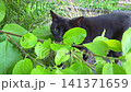 Black cat explores lush green foliage, moving through leaves and grass in a garden setting, showcasing curiosity and natural behavior in a vibrant outdoor environment 141371659