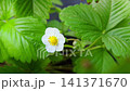 White strawberry flower blooming among vibrant green leaves in a close-up view, showcasing the delicate petals and bright yellow center in a natural setting 141371670