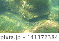 A calm summer day on the Sea of Japan... Niigata [Kasashima Beach] 141372384