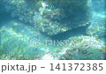 A calm summer day on the Sea of Japan... Niigata [Kasashima Beach] 141372385