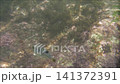 A calm summer day on the Sea of Japan... Niigata [Kasashima Beach] 141372391