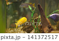 Aquarium scene showing small tropical fish moving among rock, driftwood, plants, and glowing water under warm light, with layered color, soft focus, and calm natural habitat 141372517