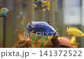 Cobalt blue aquarium fish swimming among colorful tank mates in planted glass habitat with soft bokeh, side view, vivid reflections, and calm freshwater atmosphere 141372522