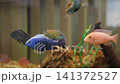 Colorful tropical freshwater aquarium scene showing clustered cichlids and small ornamental fish near driftwood and plants under soft diffused light 141372527
