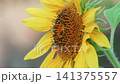 ヒマワリとハチのクローズアップ 141375557