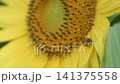 ヒマワリとハチのクローズアップ 141375558