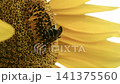 ヒマワリとハチのクローズアップ 141375560