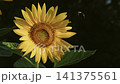 ヒマワリとハチのクローズアップ 141375561