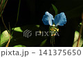 露草のクローズアップ 141375650