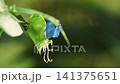 露草のクローズアップ 141375651