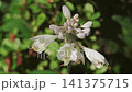 ギボウシの花 141375715