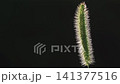 エノコログサ 141377516