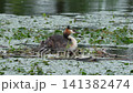 一隻鳳頭䴙䴘幼鳥趴在父母背上（這是父母撫育幼鳥的瞬間）。 141382474
