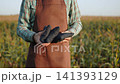 Unrecognizable man in apron holding several dark blue cornhole bean bags. Person preparing for popular American outdoor game in atmosphere of real cornfield at sunset. 141393129