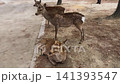 A tourist feeds wild sika deer in Nara Park during springtime in April. Free roaming animals walk around people on a sunny day in Japan. Spotted deer interact with traveler and wait for food in a park 141393547