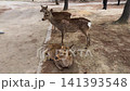 A tourist feeds wild sika deer in Nara Park during springtime in April. Free roaming animals walk around people on a sunny day in Japan. Spotted deer interact with traveler and wait for food in a park 141393548
