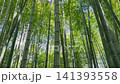 Lush green bamboo forest shot from a low angle inside the historic Kodai-ji Temple grounds in Kyoto during spring in April. The video captures tall bamboo plants stretching towards the bright blue sky 141393558