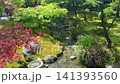 A small stream flows through a lush green traditional zen garden with mossy ground in Kyoto Japan. Beautiful red Acer palmatum or Japanese maple leaves frame the left foreground of scenic landscape. 141393560